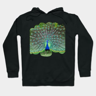 Stunning Peacock Feather Design Hoodie